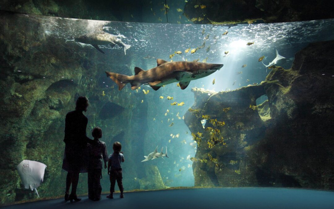 L'Aquarium